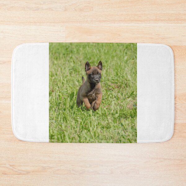 Item preview, Cute Belgian Malinois Puppy Running designed and sold by VanGaldo.