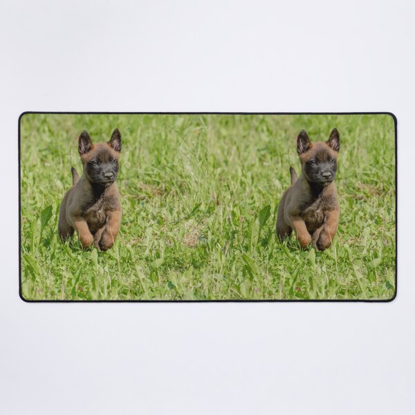 Item preview, Cute Belgian Malinois Puppy Running designed and sold by VanGaldo.