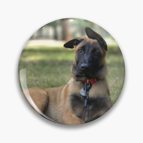 Item preview, Funny Ears Belgian Malinois Dog designed and sold by VanGaldo.