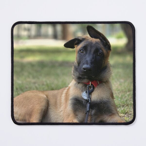 Item preview, Funny Ears Belgian Malinois Dog designed and sold by VanGaldo.