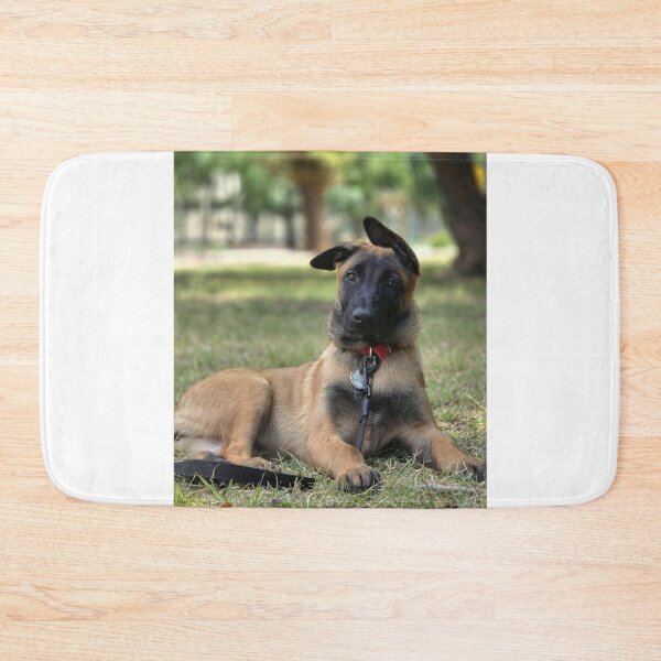 Item preview, Funny Ears Belgian Malinois Dog designed and sold by VanGaldo.