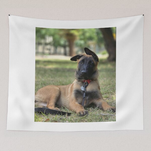 Item preview, Funny Ears Belgian Malinois Dog designed and sold by VanGaldo.