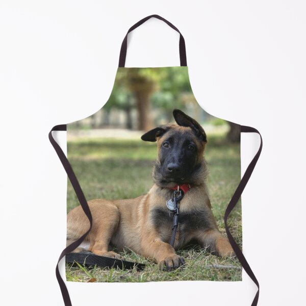 Item preview, Funny Ears Belgian Malinois Dog designed and sold by VanGaldo.