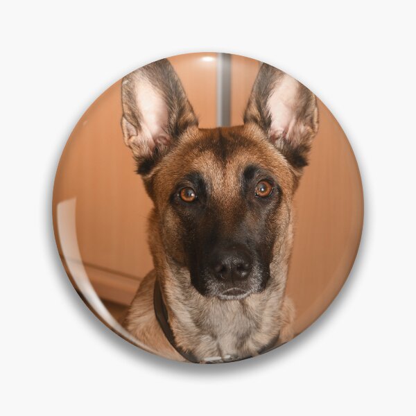 Item preview, Innocent Looking Belgian Malinois Dog designed and sold by VanGaldo.