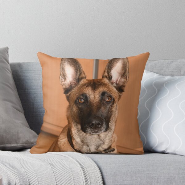 Artikelvorschau, Unschuldig aussehender Belgischer Schäferhund (Malinois) entworfen und verkauft von VanGaldo.