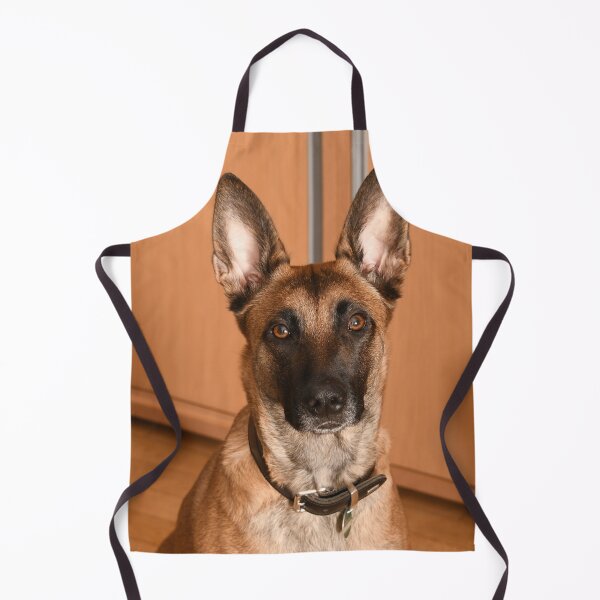 Item preview, Innocent Looking Belgian Malinois Dog designed and sold by VanGaldo.