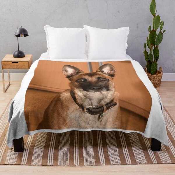 Item preview, Innocent Looking Belgian Malinois Dog designed and sold by VanGaldo.