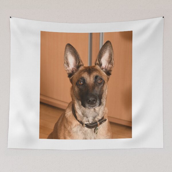 Item preview, Innocent Looking Belgian Malinois Dog designed and sold by VanGaldo.