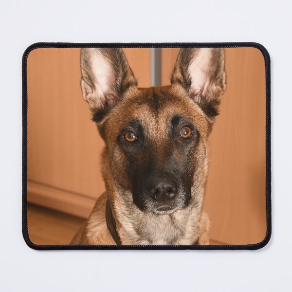 Item preview, Innocent Looking Belgian Malinois Dog designed and sold by VanGaldo.