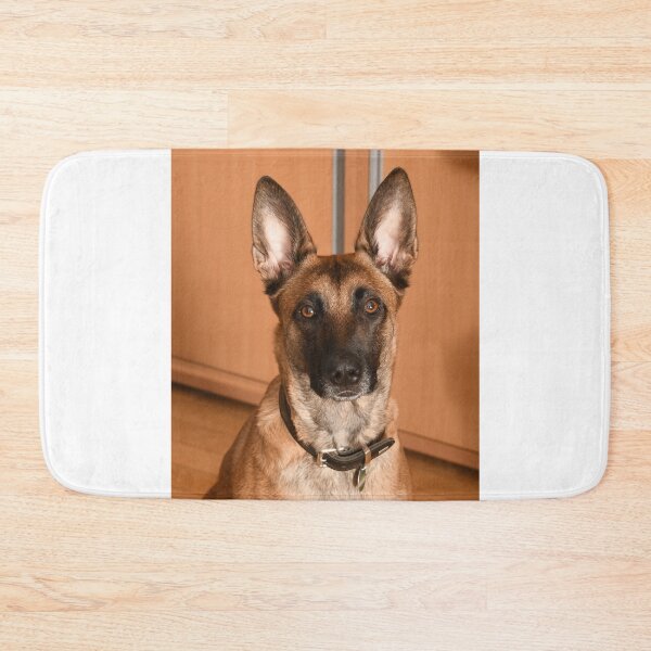 Item preview, Innocent Looking Belgian Malinois Dog designed and sold by VanGaldo.