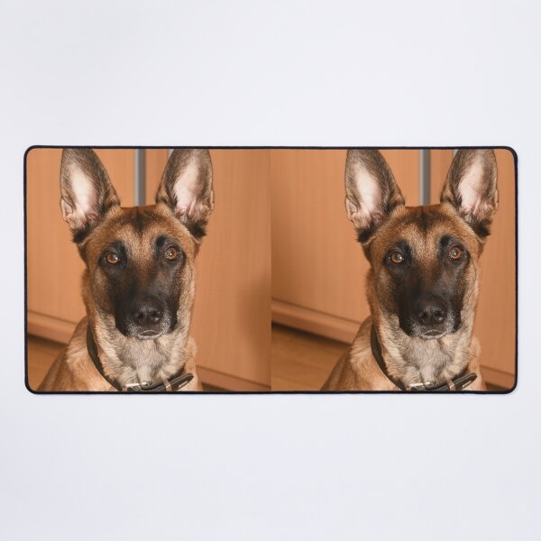 Item preview, Innocent Looking Belgian Malinois Dog designed and sold by VanGaldo.