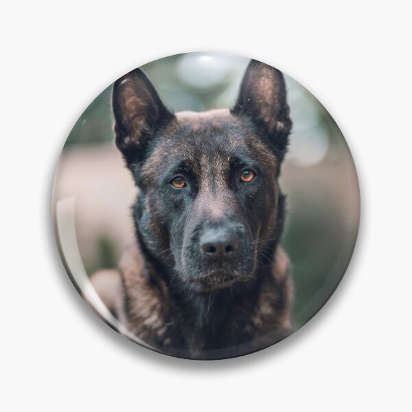 Item preview, Serious Portrait of Belgian Malinois Dog designed and sold by VanGaldo.