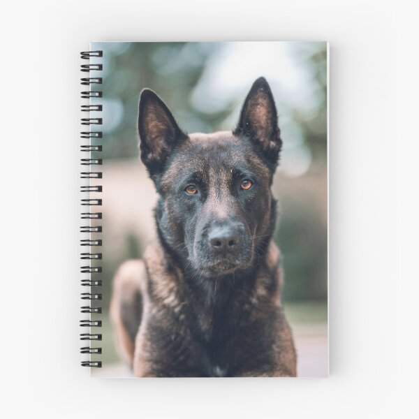 Item preview, Serious Portrait of Belgian Malinois Dog designed and sold by VanGaldo.
