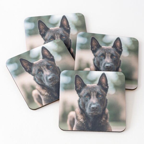Item preview, Serious Portrait of Belgian Malinois Dog designed and sold by VanGaldo.