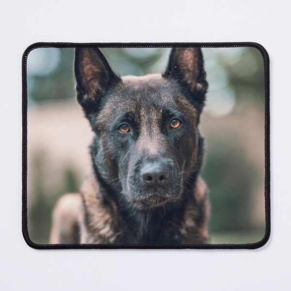 Item preview, Serious Portrait of Belgian Malinois Dog designed and sold by VanGaldo.