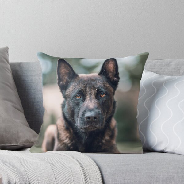 Artikelvorschau, Ernstes Porträt eines Belgischen Schäferhundes (Malinois) entworfen und verkauft von VanGaldo.