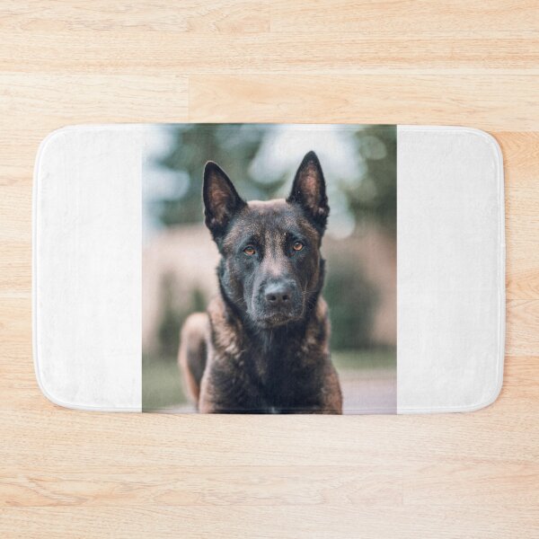 Item preview, Serious Portrait of Belgian Malinois Dog designed and sold by VanGaldo.