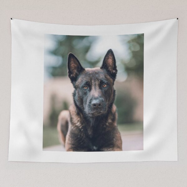 Item preview, Serious Portrait of Belgian Malinois Dog designed and sold by VanGaldo.