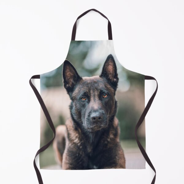 Item preview, Serious Portrait of Belgian Malinois Dog designed and sold by VanGaldo.