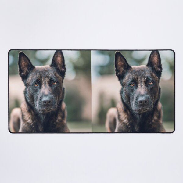 Item preview, Serious Portrait of Belgian Malinois Dog designed and sold by VanGaldo.
