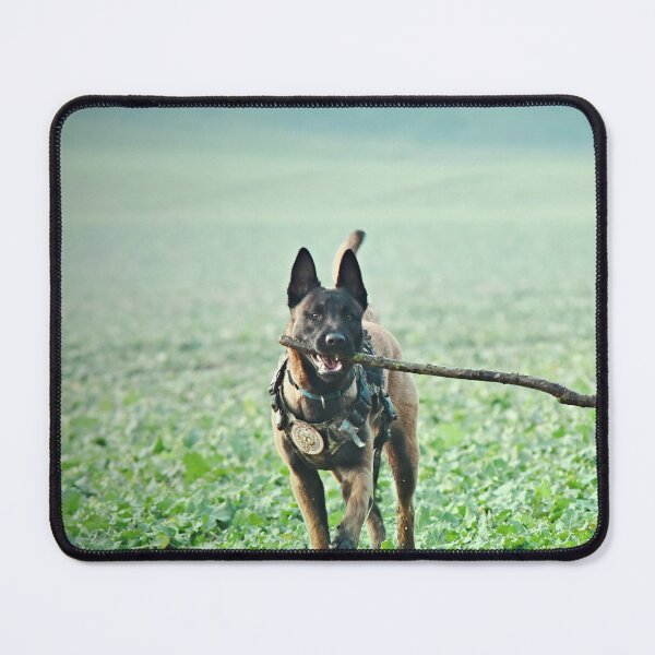 Item preview, Belgian Malinois Dog Playing with Huge Stick designed and sold by VanGaldo.