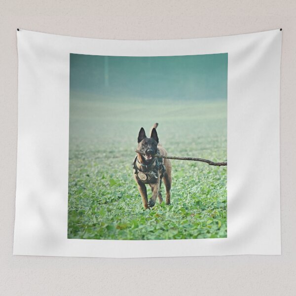 Item preview, Belgian Malinois Dog Playing with Huge Stick designed and sold by VanGaldo.