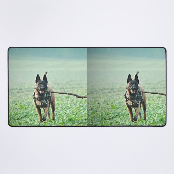 Item preview, Belgian Malinois Dog Playing with Huge Stick designed and sold by VanGaldo.