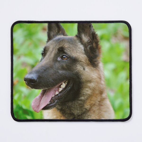 Item preview, Sideview Portrait of Belgian Malinois Dog designed and sold by VanGaldo.