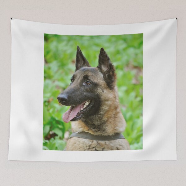 Item preview, Sideview Portrait of Belgian Malinois Dog designed and sold by VanGaldo.