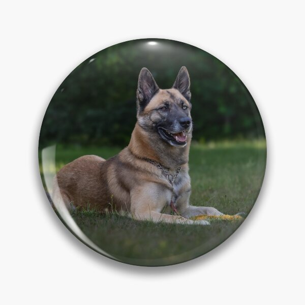 Item preview, Belgian Malinois Dog Lying on the Field designed and sold by VanGaldo.