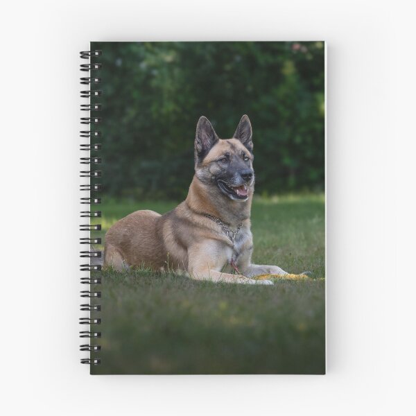 Item preview, Belgian Malinois Dog Lying on the Field designed and sold by VanGaldo.