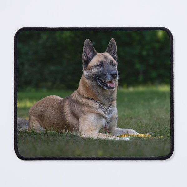 Item preview, Belgian Malinois Dog Lying on the Field designed and sold by VanGaldo.