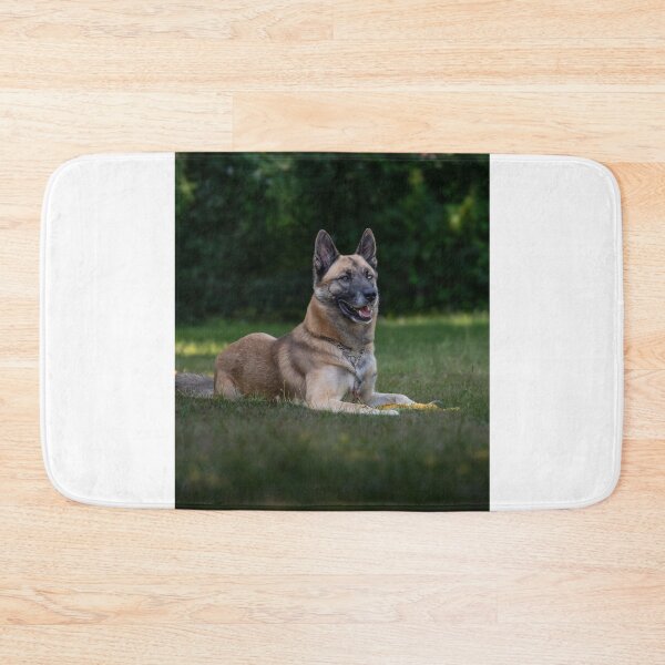 Item preview, Belgian Malinois Dog Lying on the Field designed and sold by VanGaldo.