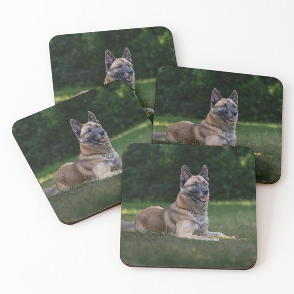 Item preview, Belgian Malinois Dog Lying on the Field designed and sold by VanGaldo.
