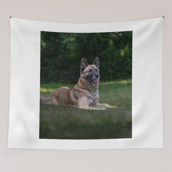 Item preview, Belgian Malinois Dog Lying on the Field designed and sold by VanGaldo.
