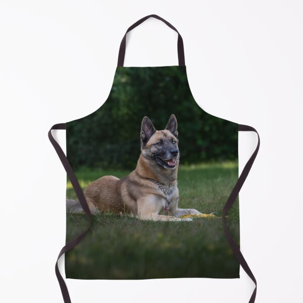 Item preview, Belgian Malinois Dog Lying on the Field designed and sold by VanGaldo.
