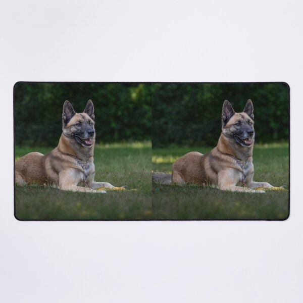 Item preview, Belgian Malinois Dog Lying on the Field designed and sold by VanGaldo.