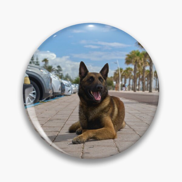 Item preview, Belgian Malinois Dog Relaxing in Parking Lot designed and sold by VanGaldo.