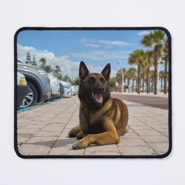 Item preview, Belgian Malinois Dog Relaxing in Parking Lot designed and sold by VanGaldo.