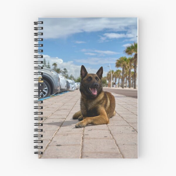 Item preview, Belgian Malinois Dog Relaxing in Parking Lot designed and sold by VanGaldo.