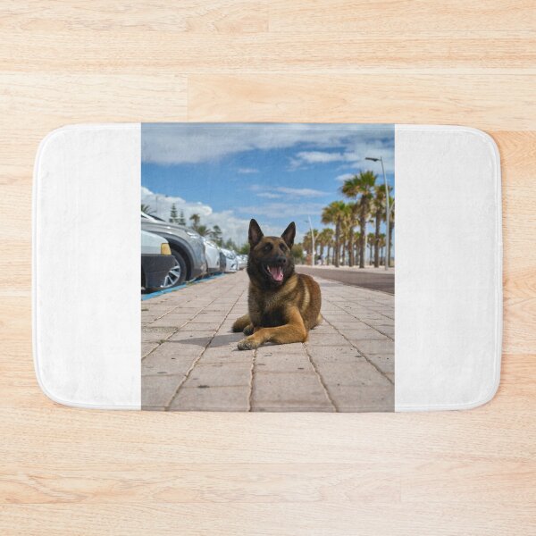 Item preview, Belgian Malinois Dog Relaxing in Parking Lot designed and sold by VanGaldo.