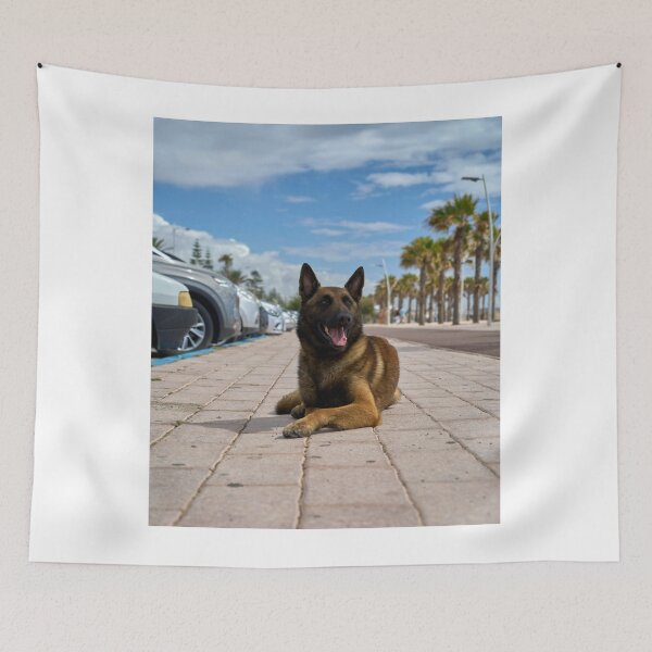 Item preview, Belgian Malinois Dog Relaxing in Parking Lot designed and sold by VanGaldo.