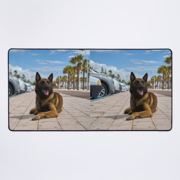 Item preview, Belgian Malinois Dog Relaxing in Parking Lot designed and sold by VanGaldo.