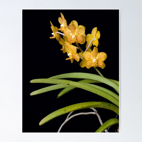 Item preview, Ascocenda (Guo Chia Long x Fortune East) designed and sold by Leroy Laverman.
