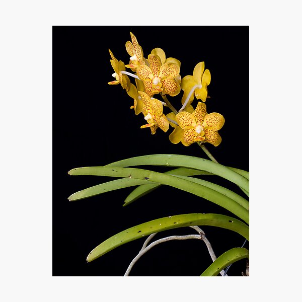 Item preview, Ascocenda (Guo Chia Long x Fortune East) designed and sold by Leroy Laverman.