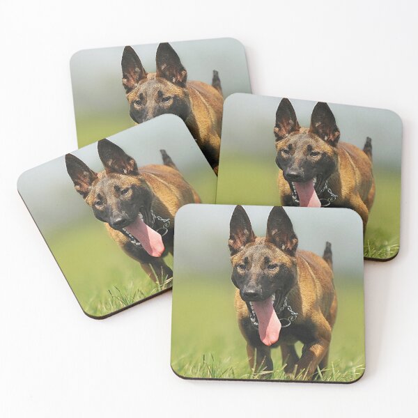Item preview, Belgian Malinois Dog Training to Focus designed and sold by VanGaldo.