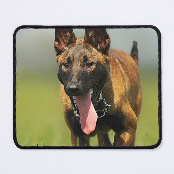 Item preview, Belgian Malinois Dog Training to Focus designed and sold by VanGaldo.