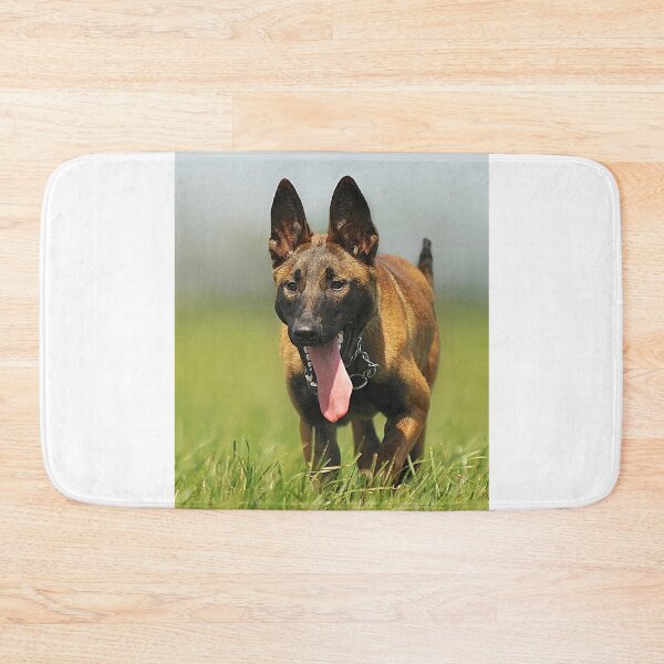 Item preview, Belgian Malinois Dog Training to Focus designed and sold by VanGaldo.