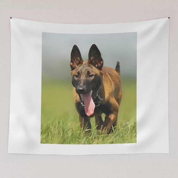 Item preview, Belgian Malinois Dog Training to Focus designed and sold by VanGaldo.