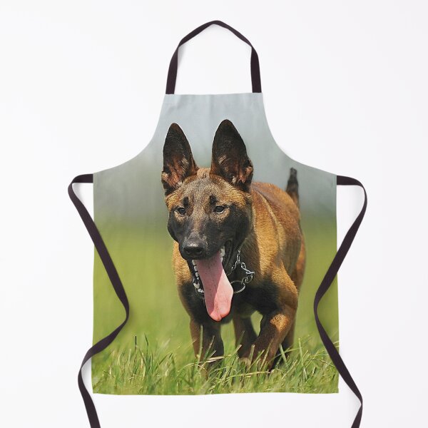 Artikelvorschau, Belgischer Schäferhund Training zur Fokussierung entworfen und verkauft von VanGaldo.